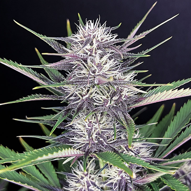 Banana Purple Punch Auto autoflowering Cannabissamen, Ansicht 2