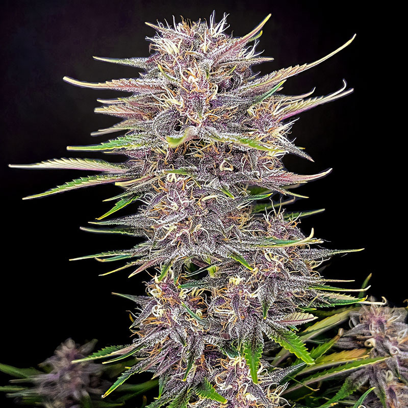 Banana Purple Punch Auto autoflowering Cannabissamen, Ansicht 3