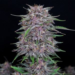 Banana Purple Punch Auto - FastBuds - Autoflowering Samen