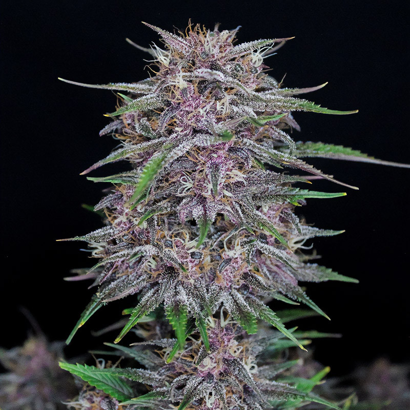 Banana Purple Punch Auto - FastBuds - Autoflowering Samen