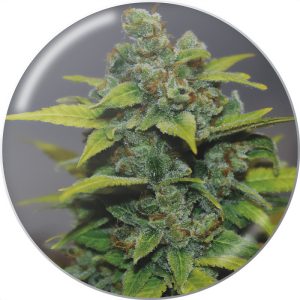 Banana Zkittlez - Medical Seeds - feminisierte Samen