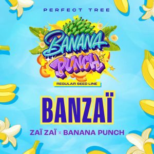 Banzai - Perfect Tree - reguläre Samen