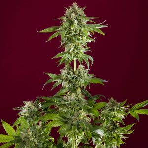Bass Line - Reggae Seeds - feminisierte Samen