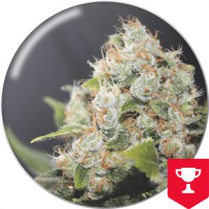 BCN Sour Diesel - Medical Seeds - feminisierte Samen