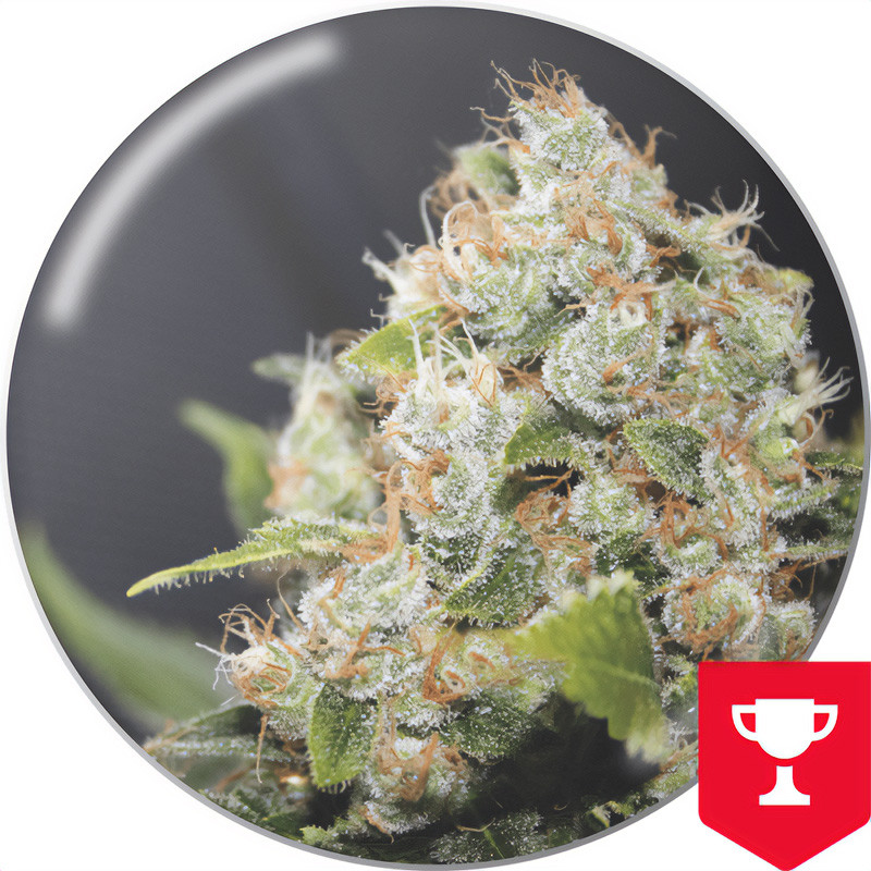 BCN Sour Diesel - Medical Seeds - feminisierte Samen