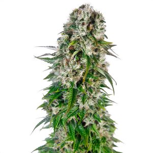 Big Bud Auto - Sensi Seeds - Autoflowering Samen