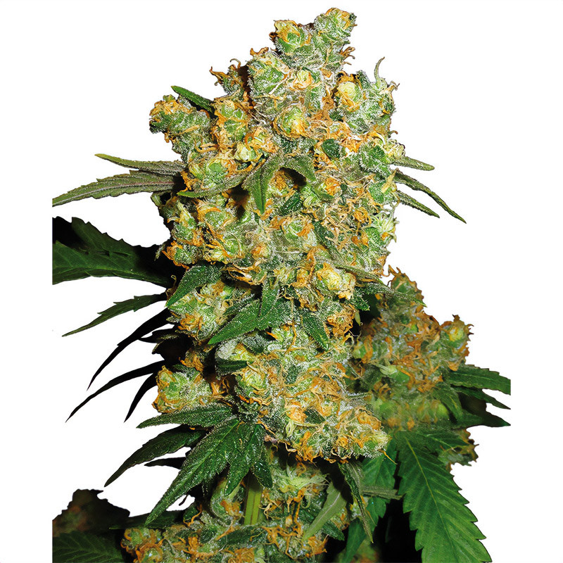 Big Bud - Sensi Seeds - feminisierte Samen