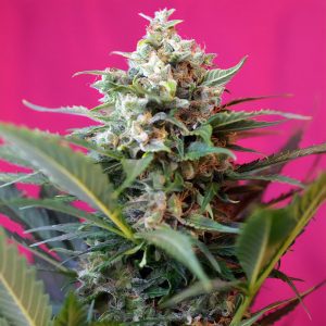 Big Devil XL Auto - Sweet Seeds - Autoflowering Samen