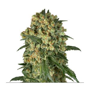 Big Kush feminisierte Cannabissamen kaufen