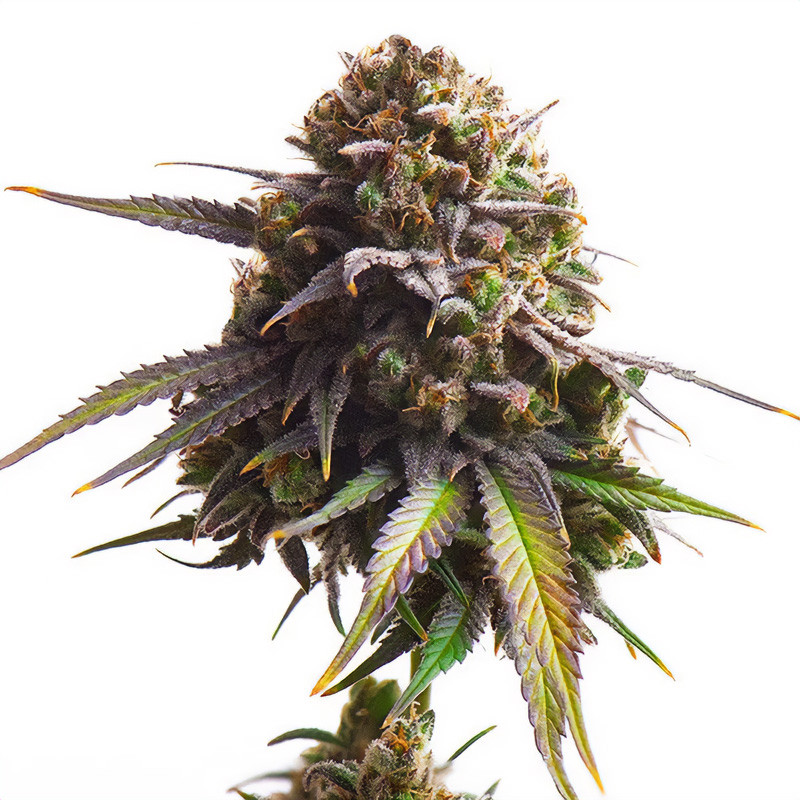 Biscotti feminisierte Cannabissamen, Ansicht 3