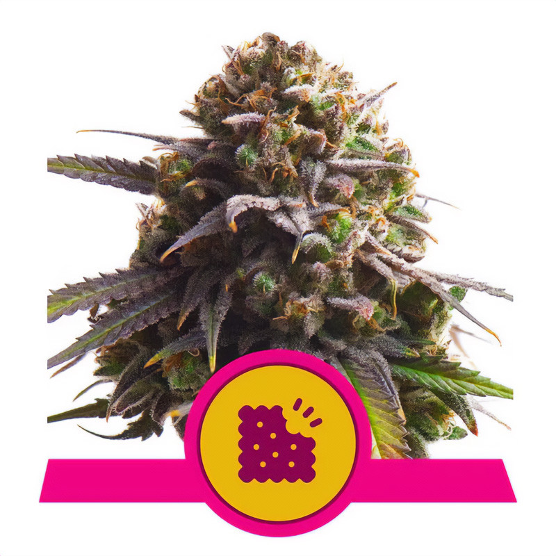 Biscotti - Royal Queen Seeds - feminisierte Samen