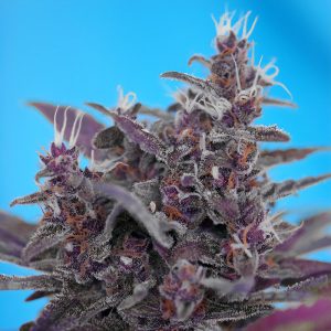 Black Cream Auto - Sweet Seeds - Autoflowering Samen