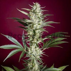 Black Dance - Reggae Seeds - feminisierte Samen