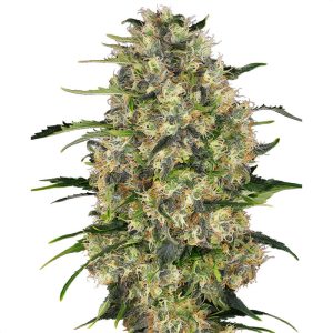 Black Domina - Sensi Seeds - feminisierte Samen