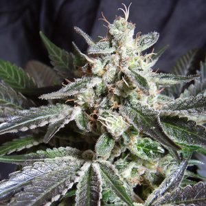 Black Jack - Sweet Seeds - feminisierte Samen