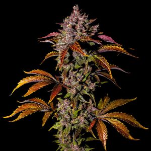 Blackberry Auto - FastBuds - Autoflowering Samen