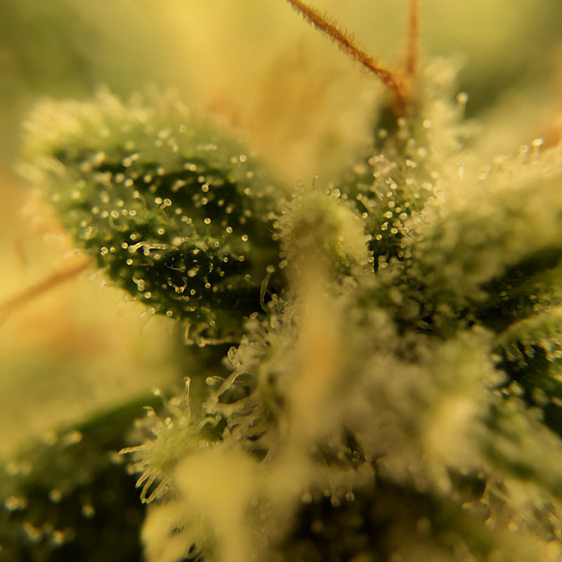 Blood Orange Sorbet feminisierte Cannabissamen, Ansicht 3
