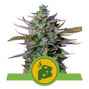 Blue Cheese - Royal Queen Seeds - Autoflowering Samen