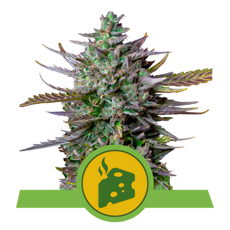 Blue Cheese - Royal Queen Seeds - Autoflowering Samen