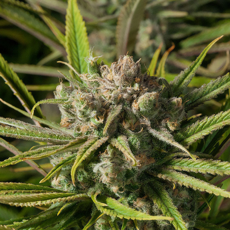 Blue Dream feminisierte Cannabissamen, Ansicht 2