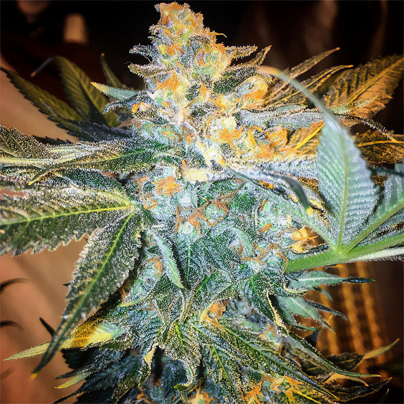 Blue Dream feminisierte Cannabissamen, Ansicht 3