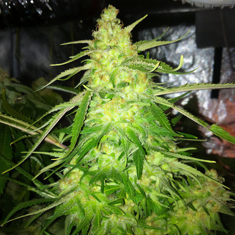 Blue Dream feminisierte Cannabissamen, Ansicht 4