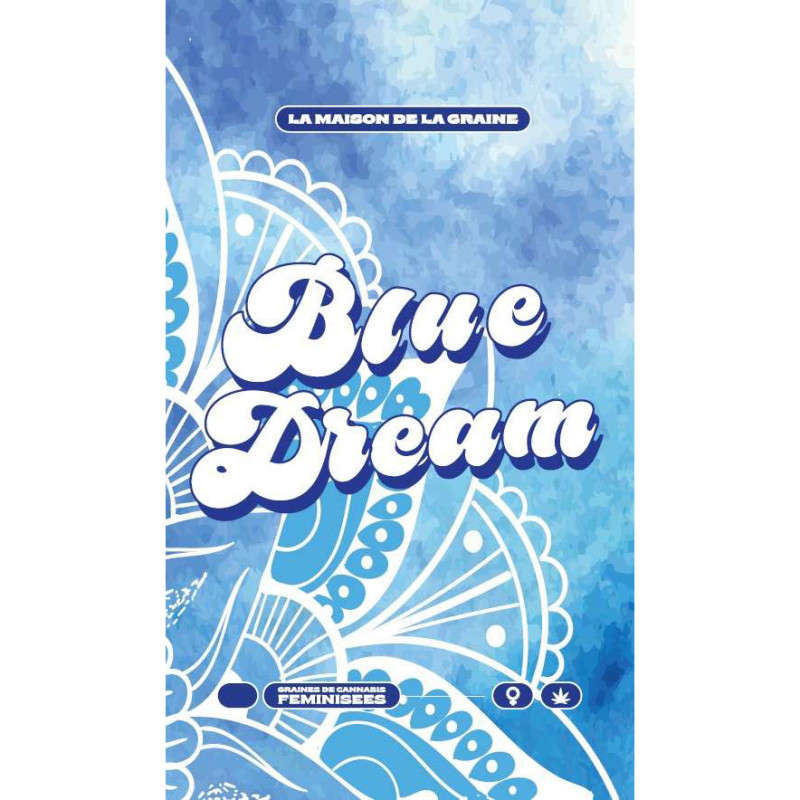 Blue Dream feminisierte Cannabissamen, Ansicht 5