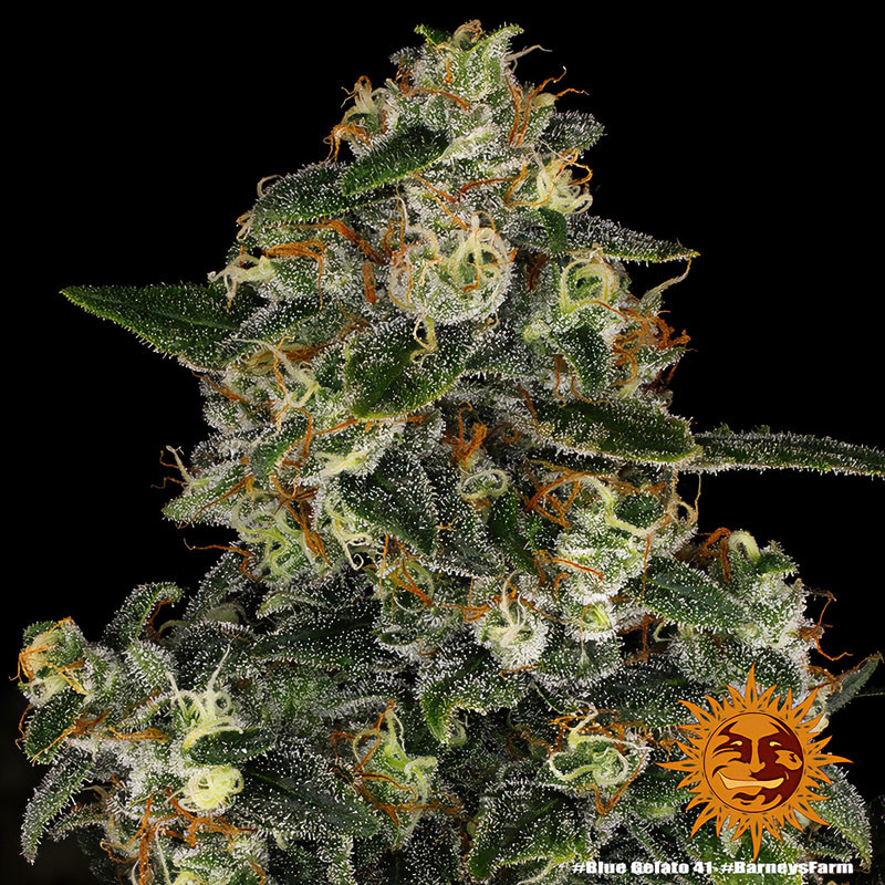 Blue Gelato 41 feminisierte Cannabissamen, Ansicht 2