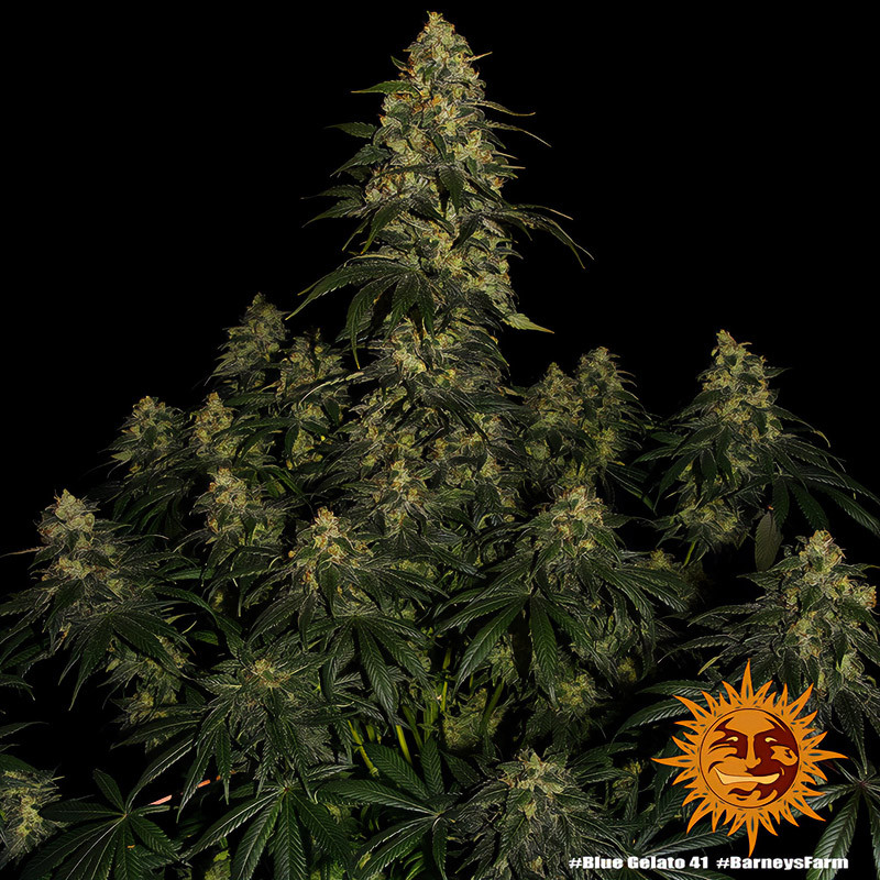 Blue Gelato 41 feminisierte Cannabissamen, Ansicht 3
