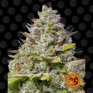 Blue Gelato 41 - Barney's Farm - feminisierte Samen