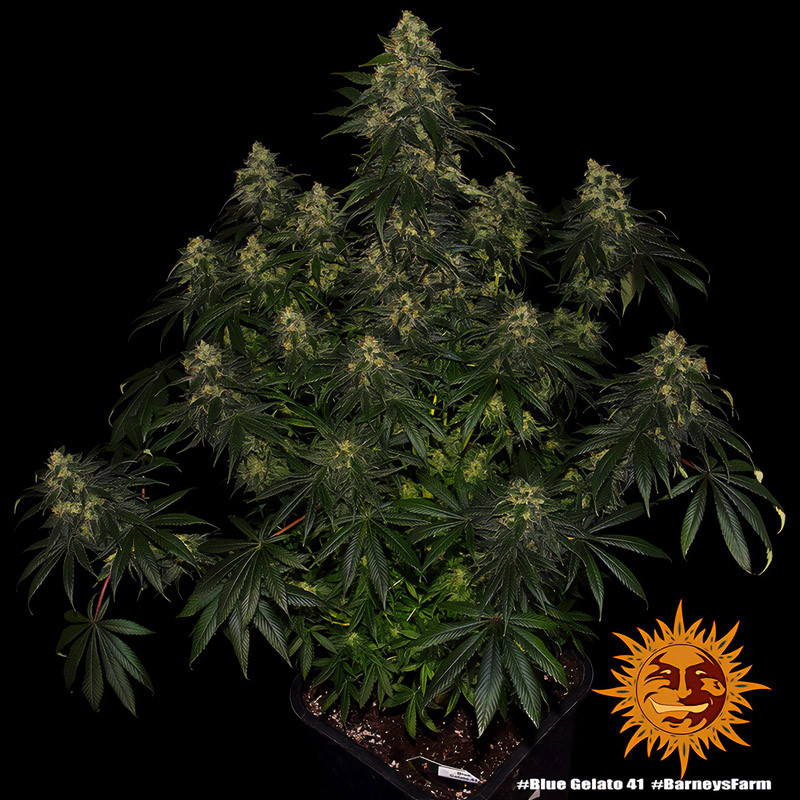 Blue Gelato 41 feminisierte Cannabissamen, Ansicht 4