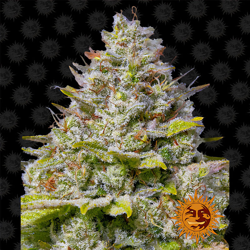 Blue Gelato 41 - Barney's Farm - feminisierte Samen