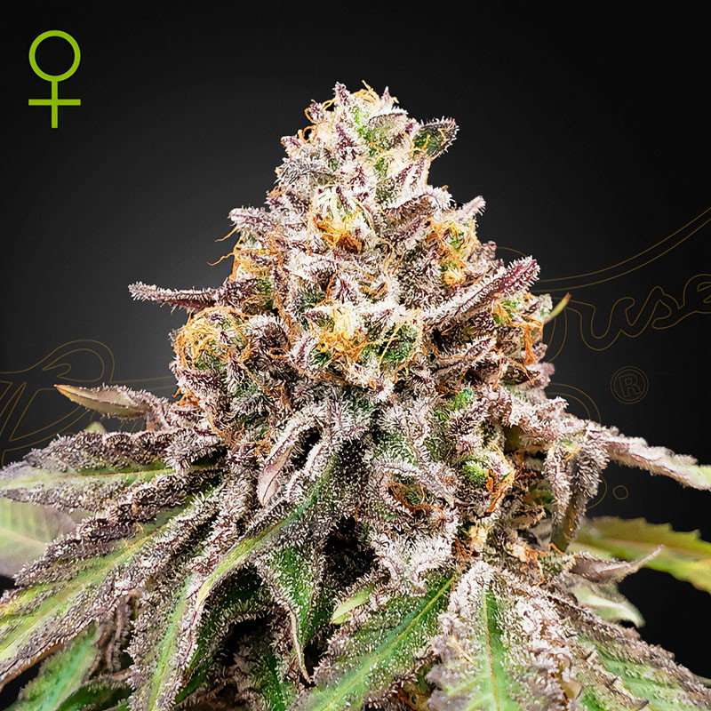 Blue Haze x Gelato 41 Auto - Green House Seeds - Autoflowering Samen