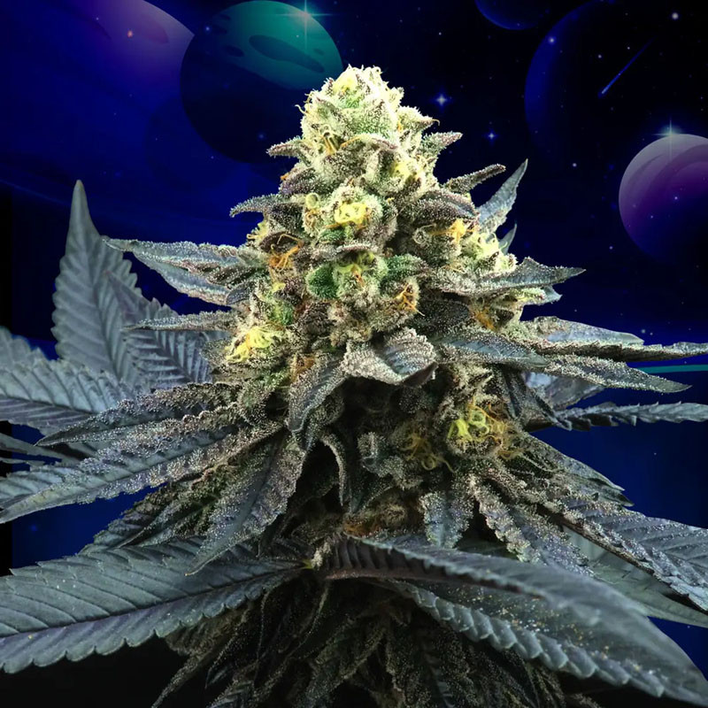 Blue Peach feminisierte Cannabissamen, Ansicht 2
