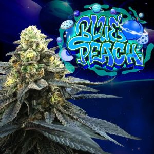 Blue Peach - Perfect Tree - feminisierte Samen