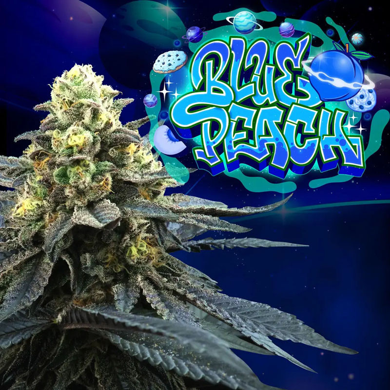 Blue Peach - Perfect Tree - feminisierte Samen