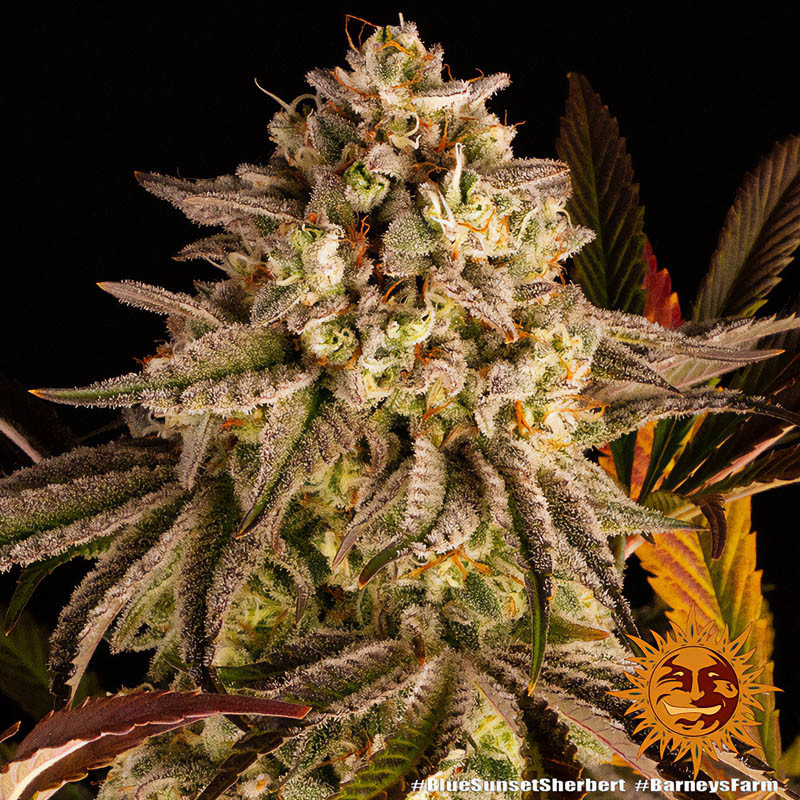 Blue Sunset Sherbert feminisierte Cannabissamen, Ansicht 2