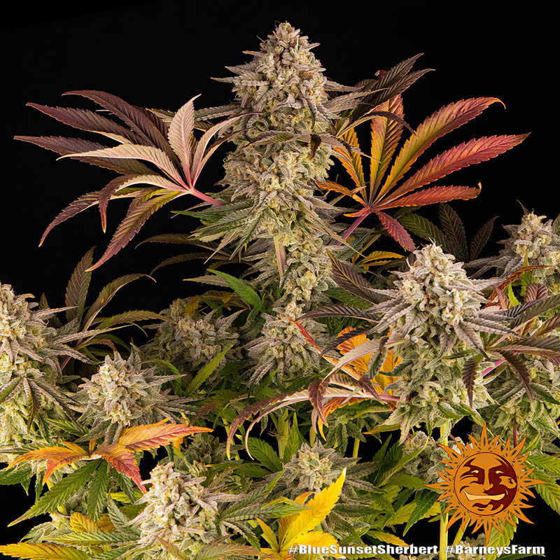 Blue Sunset Sherbert feminisierte Cannabissamen, Ansicht 3