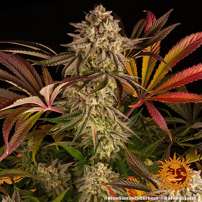 Blue Sunset Sherbert feminisierte Cannabissamen, Ansicht 4