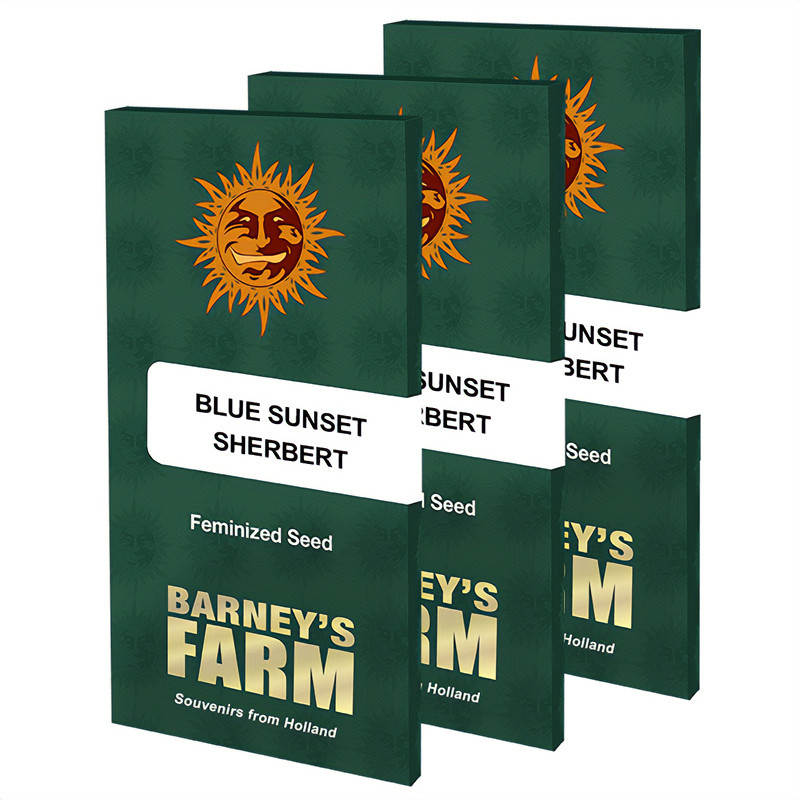Blue Sunset Sherbert feminisierte Cannabissamen, Ansicht 5