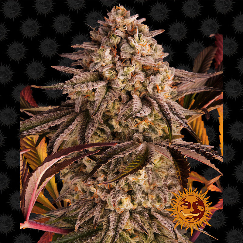 Blue Sunset Sherbert - Barney's Farm - feminisierte Samen