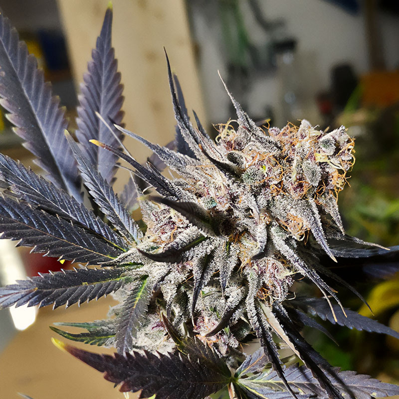 Blueberry feminisierte Cannabissamen, Ansicht 2