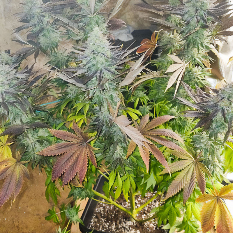 Blueberry feminisierte Cannabissamen, Ansicht 3