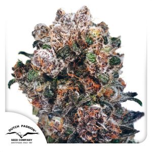 Blueberry - Dutch Passion - feminisierte Samen