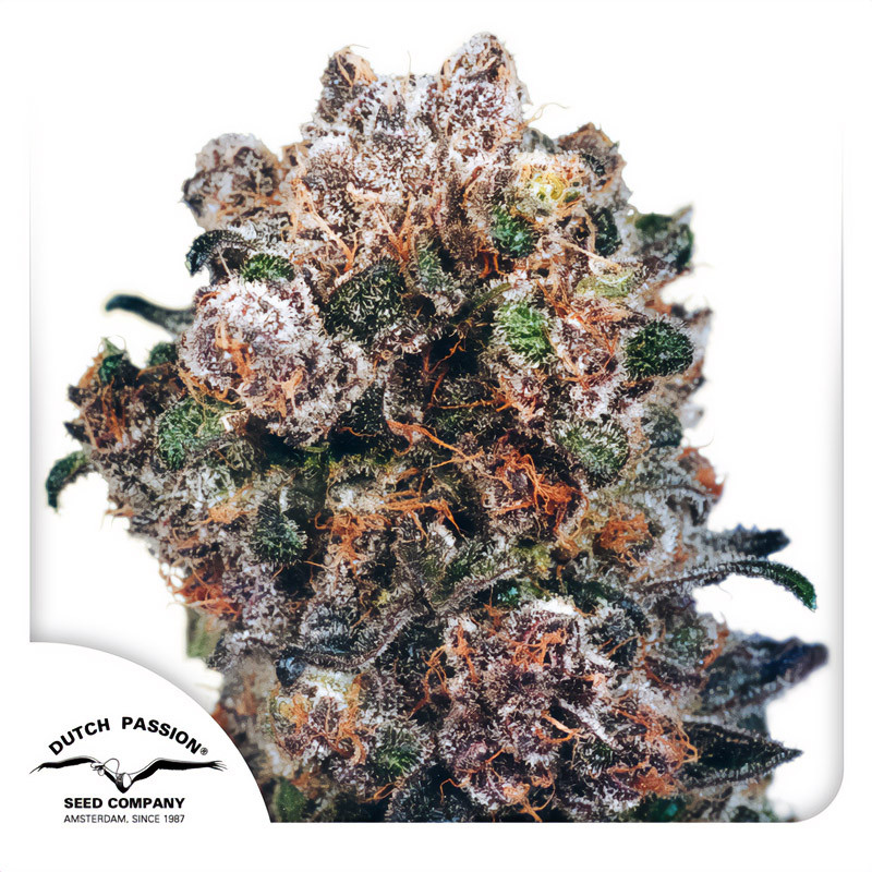 Blueberry - Dutch Passion - feminisierte Samen