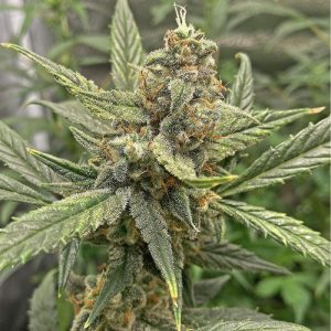 Blueberry Haze feminisierte Cannabissamen kaufen