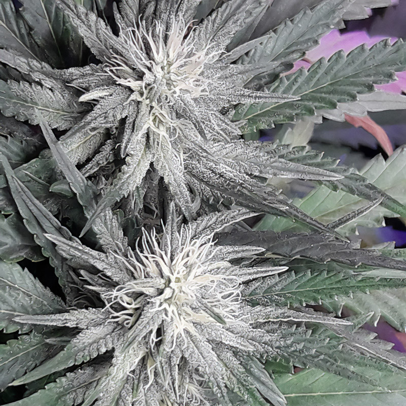Bluehell Cbd Medical Seeds CBD Cannabissamen, Ansicht 2