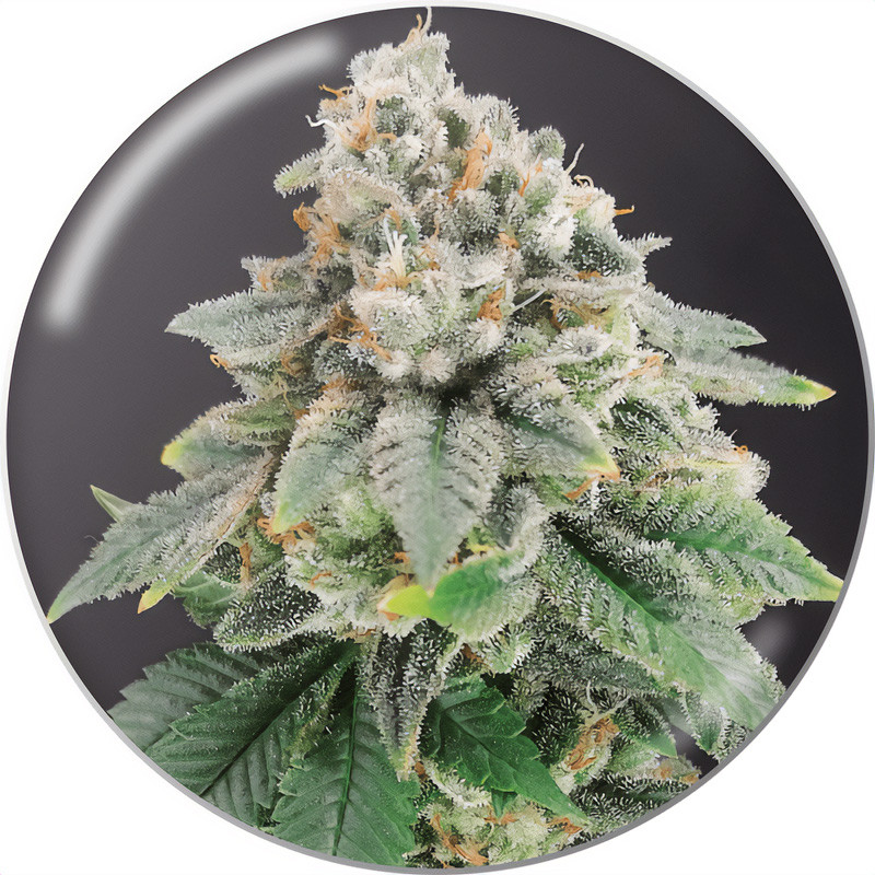 Bluehell CBD - Medical Seeds - Samen