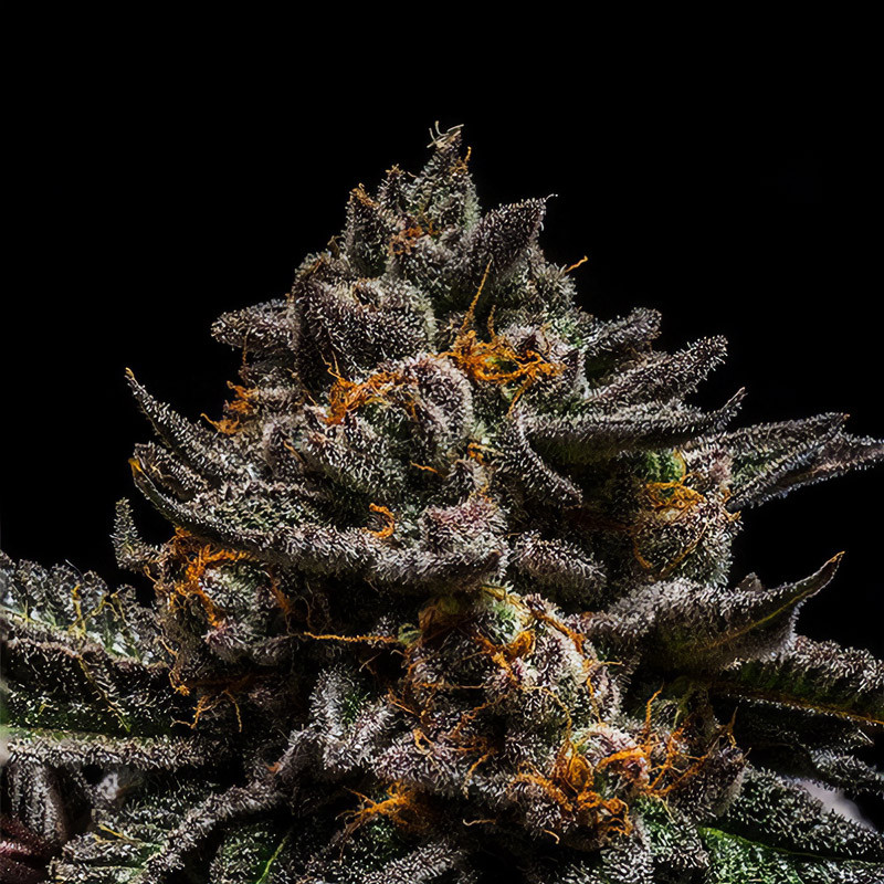 Brain Cake - Ripper Seeds - feminisierte Samen