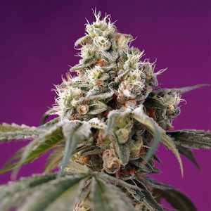 Bruce Banner Auto - Sweet Seeds - Autoflowering Samen